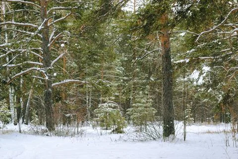 Pine winter snowy forest on a cloudy frosty day Stock Photos