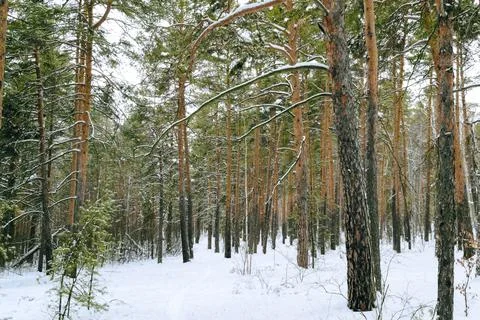 Pine winter snowy forest on a cloudy frosty day Foto stock