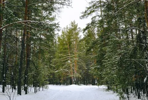 Pine winter snowy forest on a cloudy frosty day Stock-Fotos
