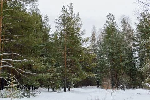 Pine winter snowy forest on a cloudy frosty day Foto stock