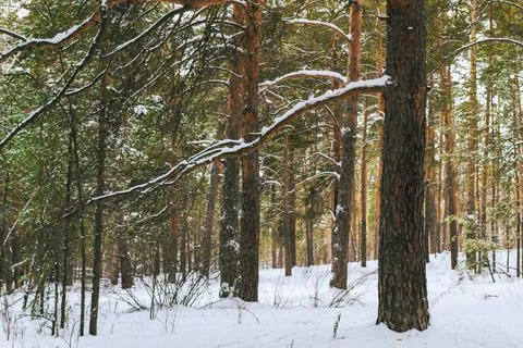 Pine winter snowy forest on a cloudy frosty day Foto stock