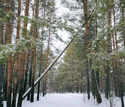 Pine winter snowy forest on a cloudy frosty day Stock-Fotos