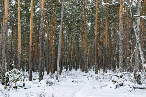 Pine winter snowy forest on a cloudy frosty day Foto stock