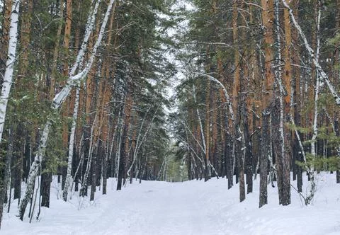 Pine winter snowy forest on a cloudy frosty day Stock Photos