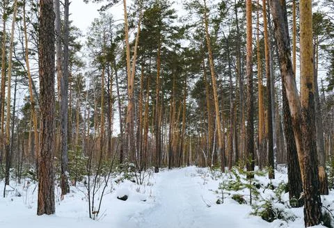 Pine winter snowy forest on a cloudy frosty day Stock Photos