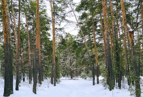 Pine winter snowy forest on a cloudy frosty day Stock Photos