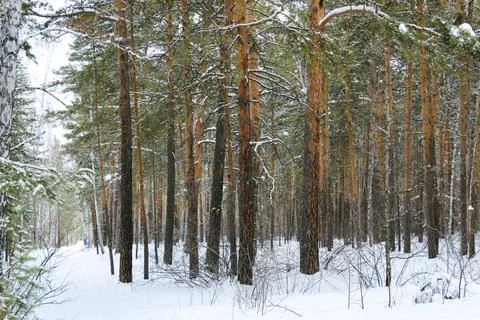 Pine winter snowy forest on a cloudy frosty day Stock-Fotos