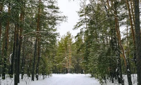 Pine winter snowy forest on a cloudy frosty day Foto stock