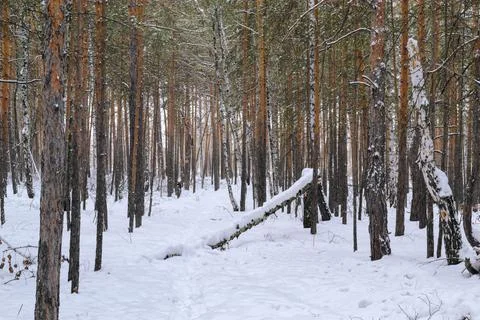 Pine winter snowy forest on a cloudy frosty day Foto stock
