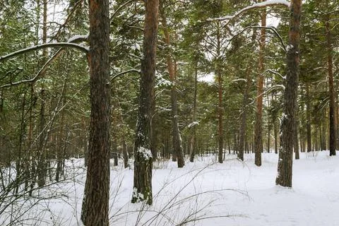 Pine winter snowy forest on a cloudy frosty day Foto stock