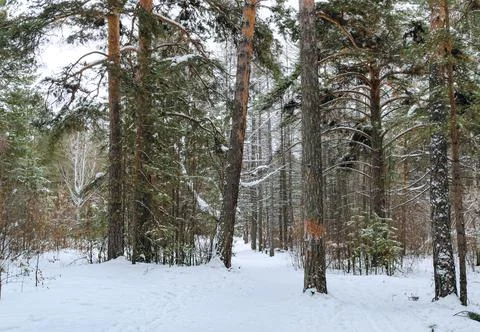 Pine winter snowy forest on a cloudy frosty day Foto stock