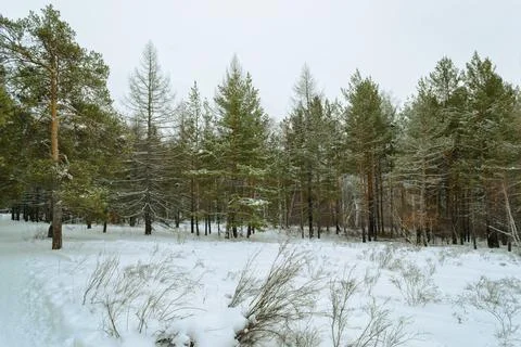 Pine winter snowy forest on a cloudy frosty day Stock Photos