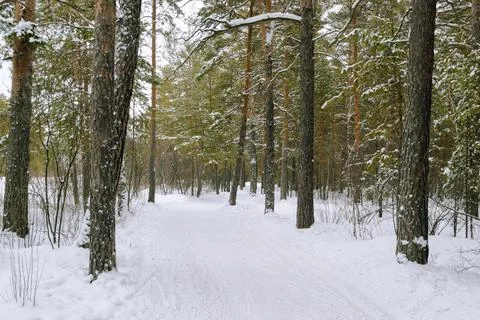 Pine winter snowy forest on a cloudy frosty day Foto stock