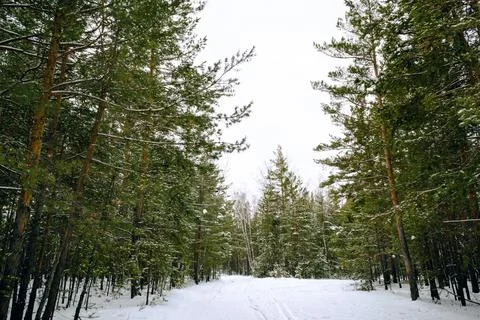 Pine winter snowy forest on a cloudy frosty day Stock Photos