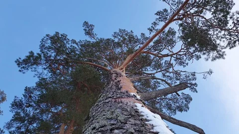 Pine in winter. Tree trunk in winter. Stock Footage 101554395