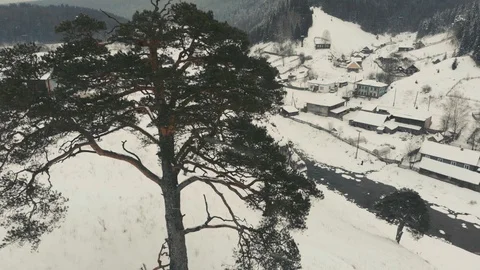 Pine in winter willage Kyn Stock Footage 101057372