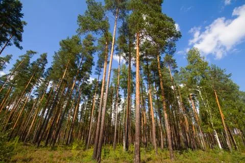 Pine wood and cloud Stock Photos
