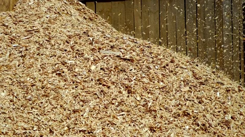 Pine wood chips. Use of waste wood processing industries. Important heating mate Stock Footage 220077039