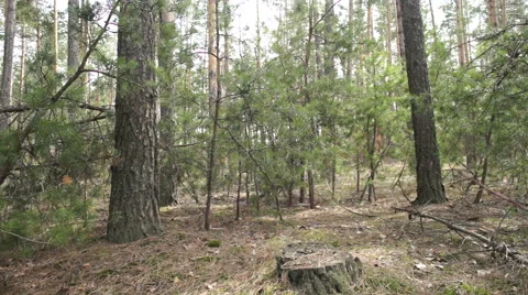 Pine wood Dollyshot Video stock 61964951