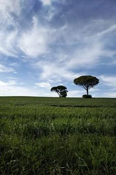 Pine wood in fields Stock Photos