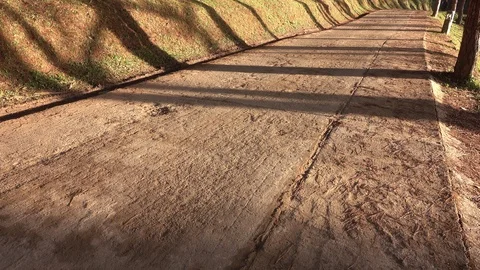 Pine wood Видео 91882769