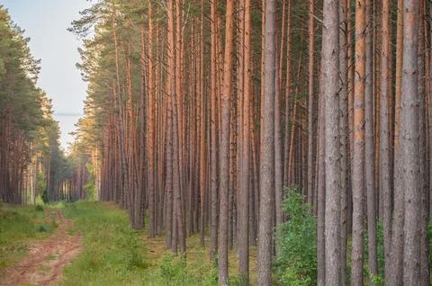 Pine Wood Forest. Sunset Light in Background. Forest in Lithuania, Europe. .. Stock Photos
