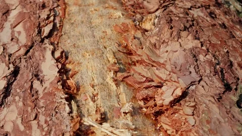 Pine wood log surface featuring glistening drops of resin and sap Stock Footage 345425740