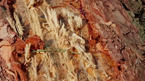 Pine wood log surface featuring glistening drops of resin and sap Stock Footage 345425784