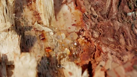 Pine wood log surface featuring glistening drops of resin and sap Stock Footage 345425792