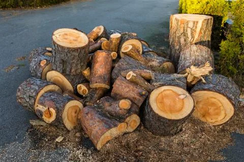 Pine wood logs from one pine tree lying in a heap on the ground Stock Photos