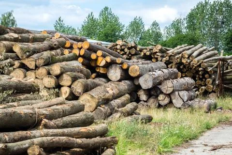 Pine wood logs Stock Photos