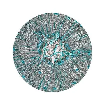 Pine Wood micrograph Light photomicrograph of pine tree wood cross section... Stock Photos