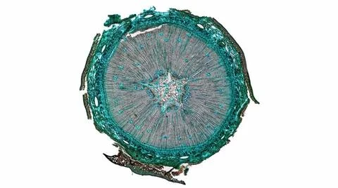Pine Wood micrograph light photomicrograph of pine tree wood cross section... Stock Photos