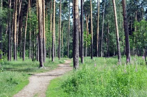 Pine wood Stock Photos