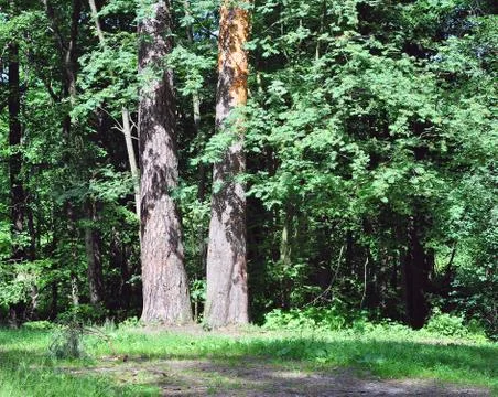 Pine wood Stock Photos
