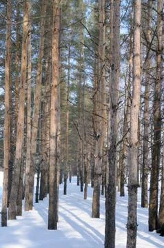 Pine wood Stock Photos