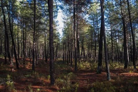 Pine wood Foto stock