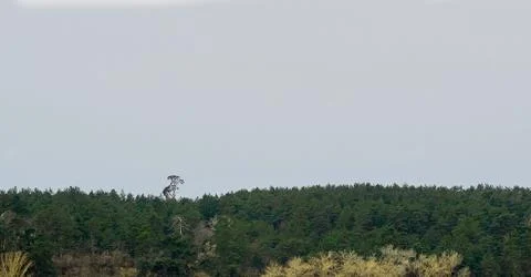 Pine in the wood Stock Photos