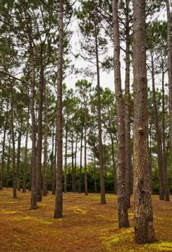 Pine wood Foto stock