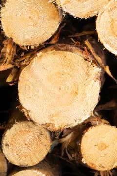 Pine wood in a stack of logs Stock Photos
