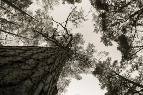 Pine wood stem, branches and blue sky at Furulunden Stock Photos