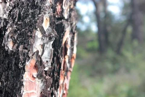 Pine wood surface texture close view Stock Photos