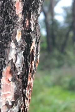 Pine wood surface texture Stock Photos