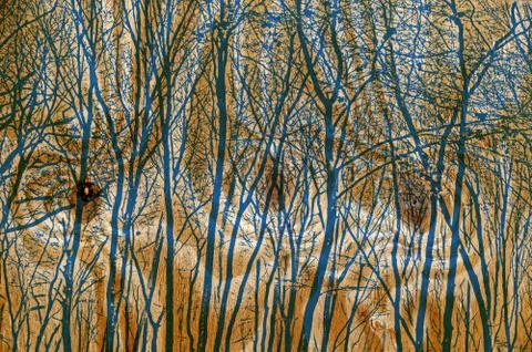 Pine wood texture panel background with trees 库存照片