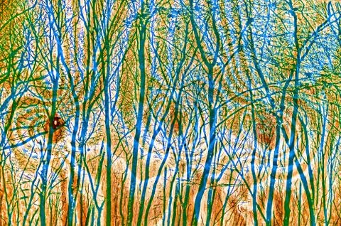 Pine wood texture panel background with trees Stock Photos