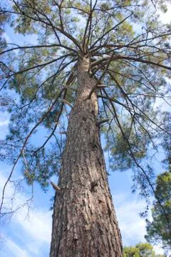 Pine wood  tree Stock Photos