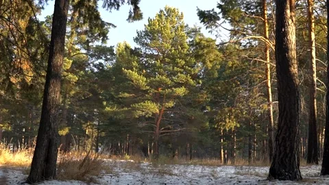Pine wood tree tilt in the winter coniferous forest, sunny day. Stock-Footage 166498614