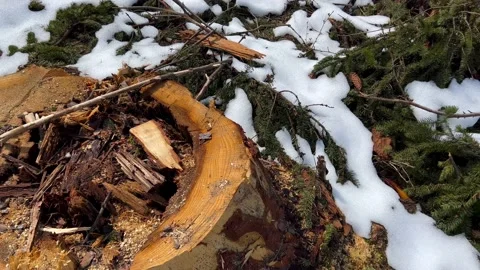Pine wood tree trunks, slow panoramic shot, illegal cutted pine trees Stock Footage 237879150