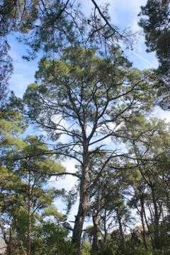 Pine wood  trees Stock Photos
