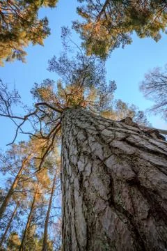 Pine wood trees, stem, branches and blue sky at Furulunden 库存照片